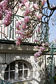 großer Zweig eines Magnolien-Baumes vor weißem Gebäude