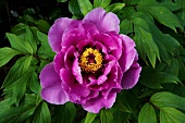 Close-up of pink bloomed peony flower