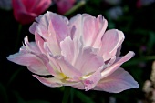 Close-up of pink Angelique flower