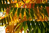 buntgefärbte Blätter eines Essigbaums