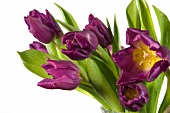 Strauß mit violetten Tulpen 