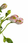 Close-up of pink alstroemeria flower buds on white background