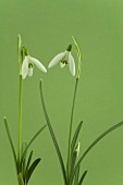 Close-up of galanthus flowers against green background
