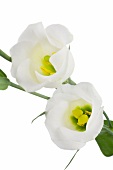 zwei Blüten einer weißen Japanrose 