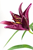 Close-up of red lily on white background
