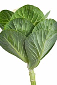 Outer leaves of cabbage and stalk on white background