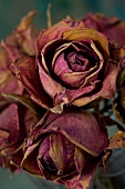 Blüten von getrockneten Rosen 