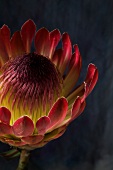 Blüte einer Protea 
