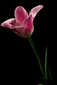 geöffnete Blüte einer rosafarbenen französischen Tulpe