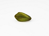 Pistachio on white background