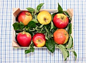 Different varieties of apples in box, overhead view