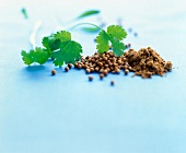 Close-up of coriander, coriander seeds and coriander powder