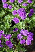 Close-up of verbena purple flower