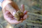 Gianni Caimotto finds truffle tuber in Piedmont, Italy