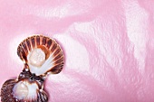 Scallop with shell open on pink background