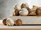 Deutsche Küche, braune und weiße Champignons