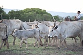 Herd of cattles with herder in meadow, Maremma, Tuscany, Italy