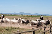 Herd of cattles with herder in meadow, Maremma, Tuscany, Italy