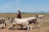 Herd of cattles with herder in meadow, Maremma, Tuscany, Italy