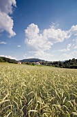 View of corn field with sky and clouds, Bavaria, Franconian, Switzerland