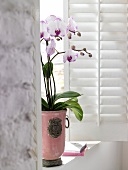 Orchidee in rosa Übertopf auf Fensterbank