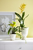 2 gelbe Orchideen in weißen Töpfen auf Anrichte
