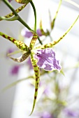 Close-up of odontobrassia billabong celleorchid orchid