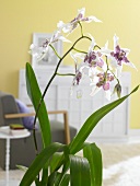 Orchidee im Gegenlicht 