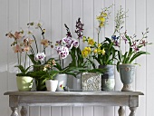 Different types of orchids in flower pots on console