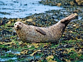 Rathlin island seals on the shore, Ireland