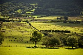 Irland: County Antrim, Weiden grün, Hügel.