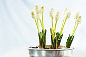 Close-up of white muscari flower in zinc bucket against white background