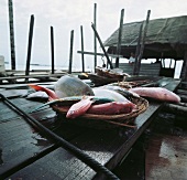 Nudeln aus aller Welt, Fischfang: verschiedene Fische