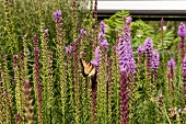 Flower meadow on high line with butterfly