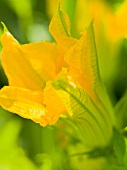 Close up of yellow zucchini flower in summer kitchen