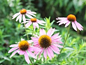 Purple coneflower in garden