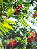 Close-up of rowan berries