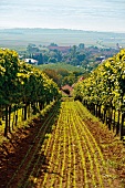 Blick durch Weinreben auf Obermarkersdorf, Weinviertel