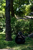 Affe Gorilla sitting under tree at Bronx Zoo, New York, USA