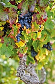 Frankreich, Rote Weintrauben am Weinstock