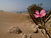 View of sand dunes and pink flower in Patara, Lycia, Antalya, Turkey