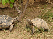2 Schildkröten. X 