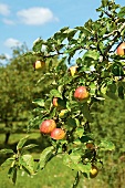 Frankreich, Apfelbaum mit reifen Äpfeln, Detailaufnahme