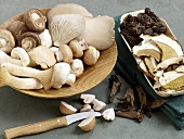Various types of dried mushrooms in wooden bowl