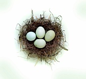 Nest with green eggs on white background