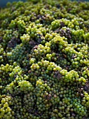 Close-up of white wine grapes