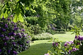 View of garden with rhododendrons in spring