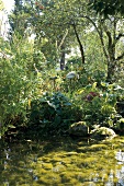 View of garden pond