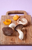 Variety of mushroom on wooden board on pink background