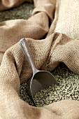 Close-up of raw coffee beans in sack with scoop